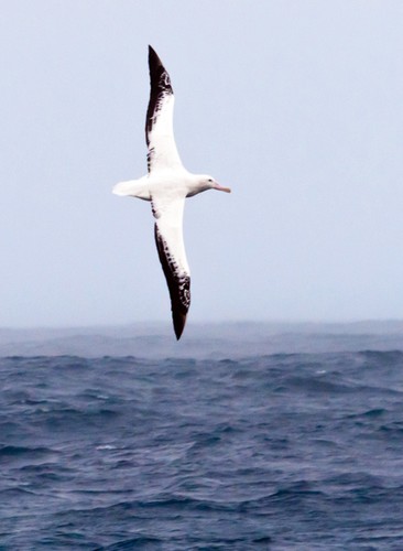 The wingspans of wandering albatrosses can reach 12 feet, but they rarely flap their wings. Instead they take advantage of winds and waves to remain aloft without expending energy. © Phil Richardson Richardson (Woods Hole Oceanographic Institution) http://www.whoi.edu/